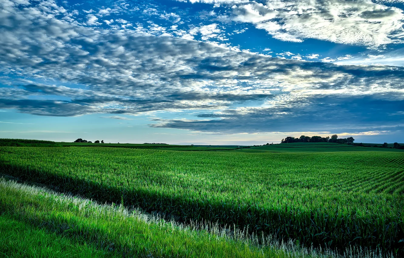 Фото обои зелень, поле, кукуруза, США, Айова