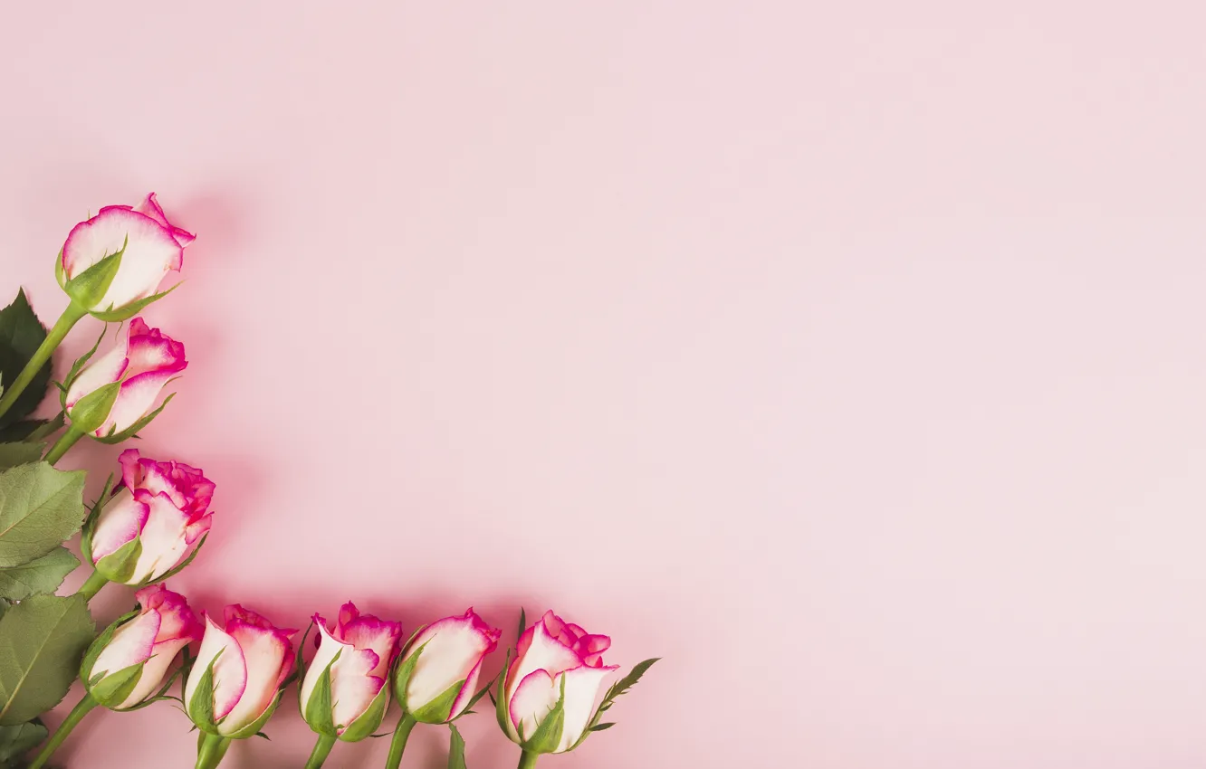Фото обои цветы, фон, розы, бутоны