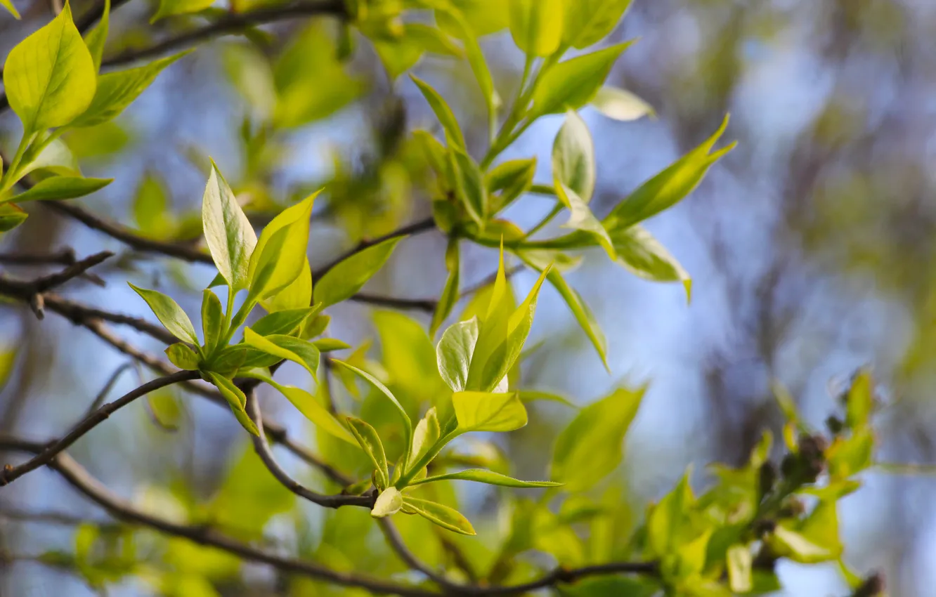 Фото обои spring, leaf, twig