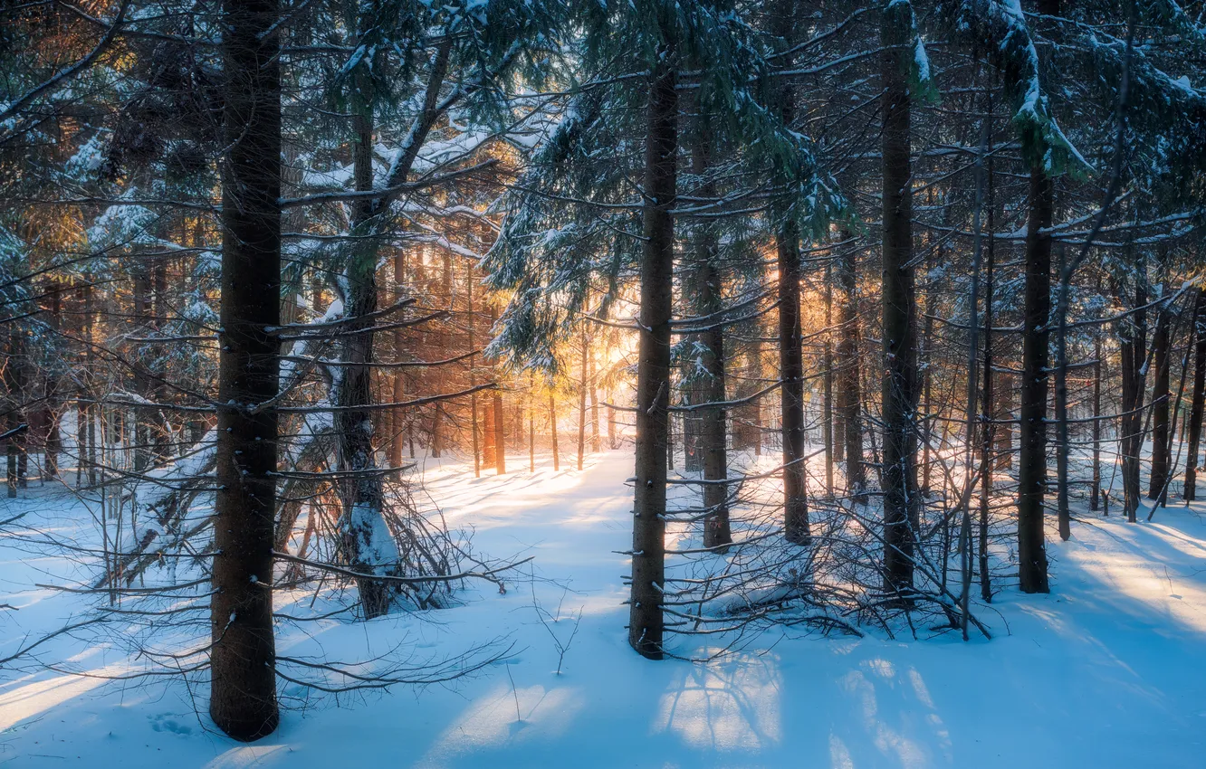 Фото обои forest, winter, cold