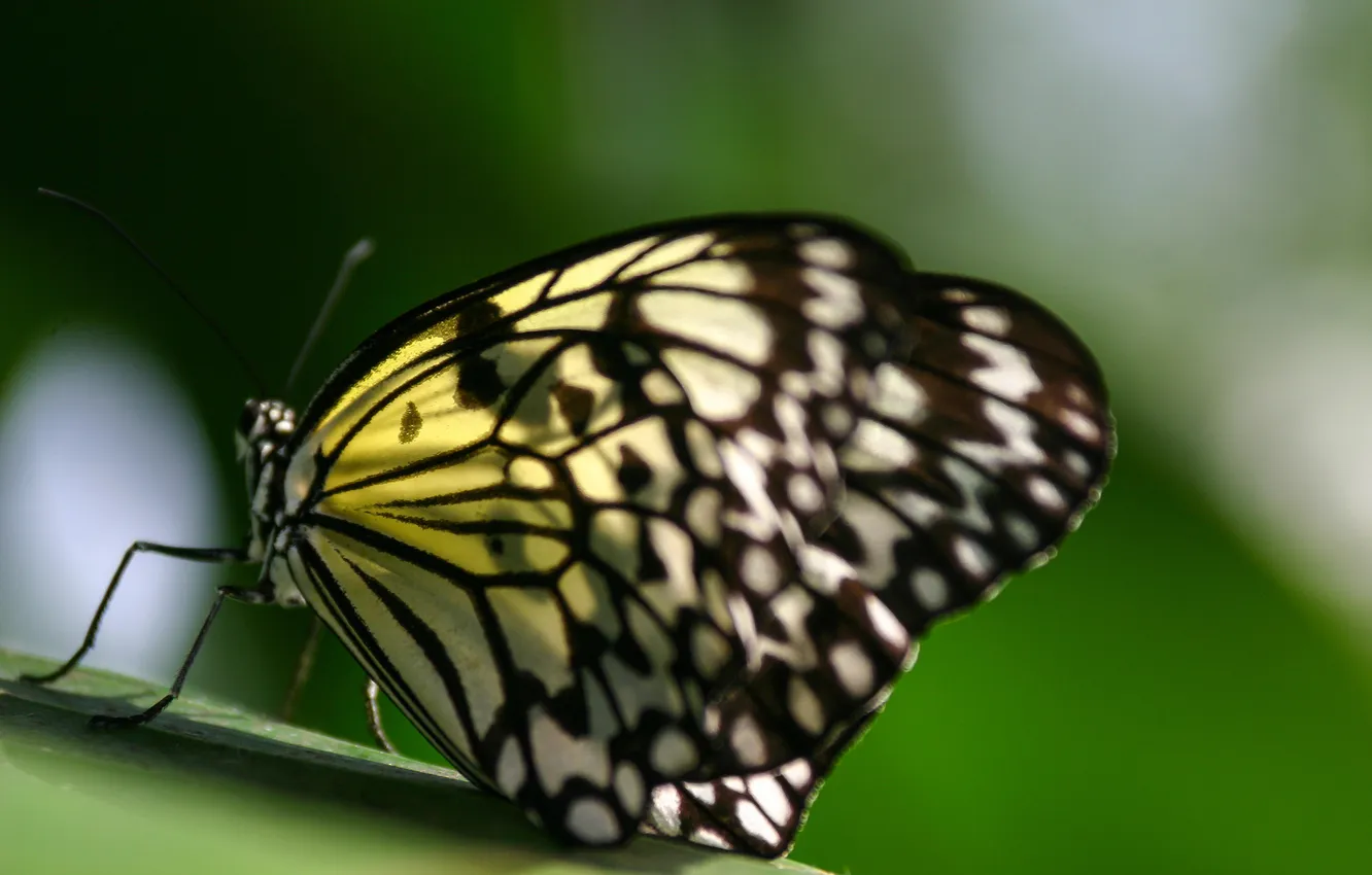 Фото обои лист, бабочка, крылья, насекомое