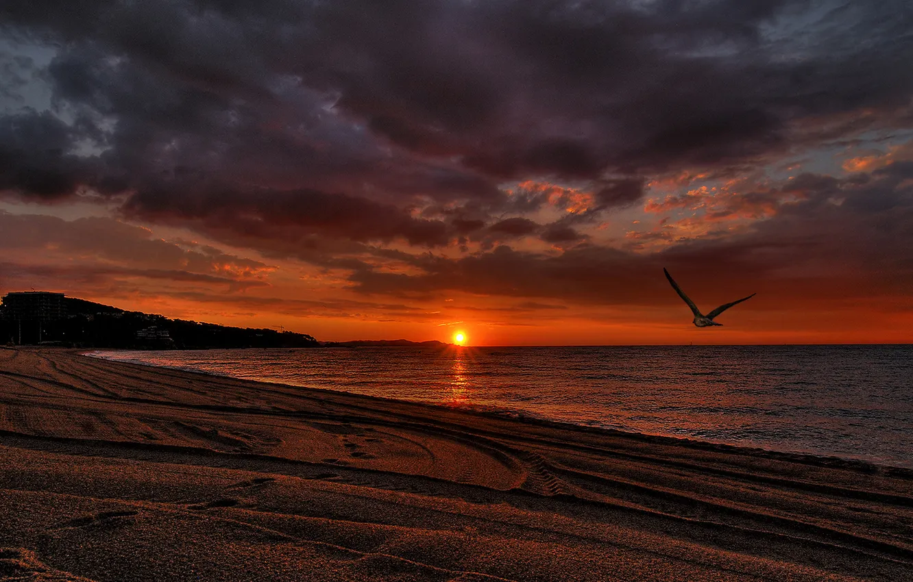 Фото обои песок, море, пляж, небо, пейзаж, закат, природа, птица