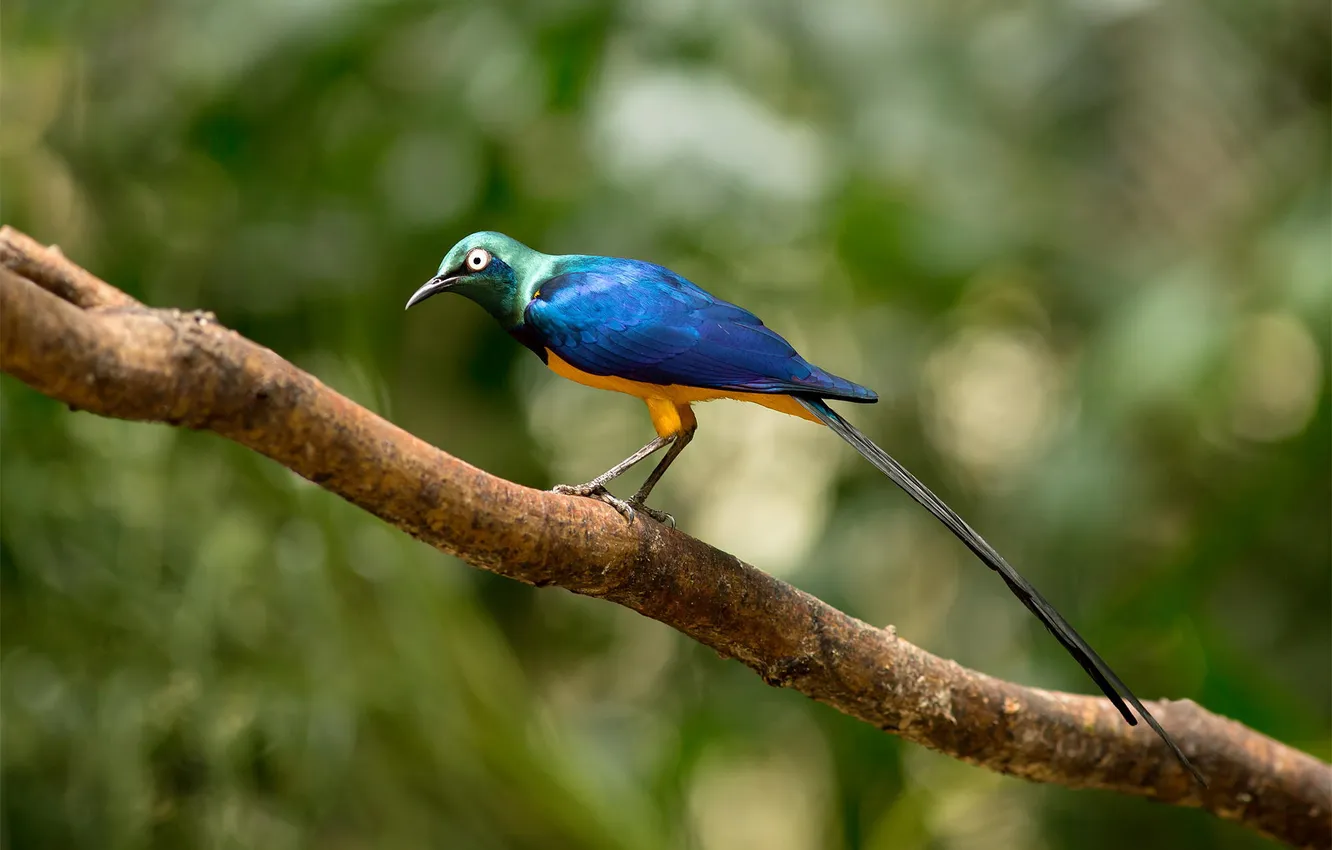 Фото обои лес, ветки, птица