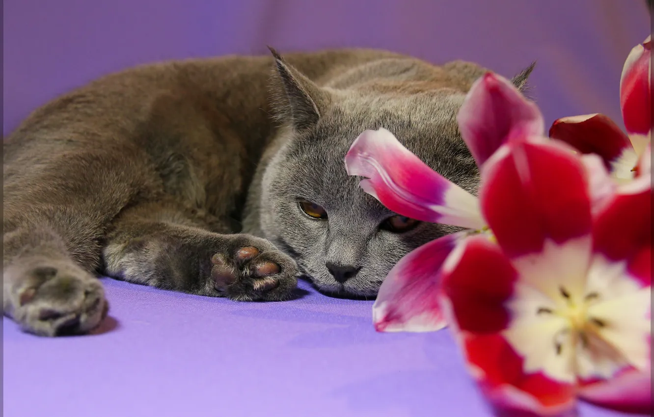 Фото обои кот, цветы, поза, животное, лапы, тюльпаны
