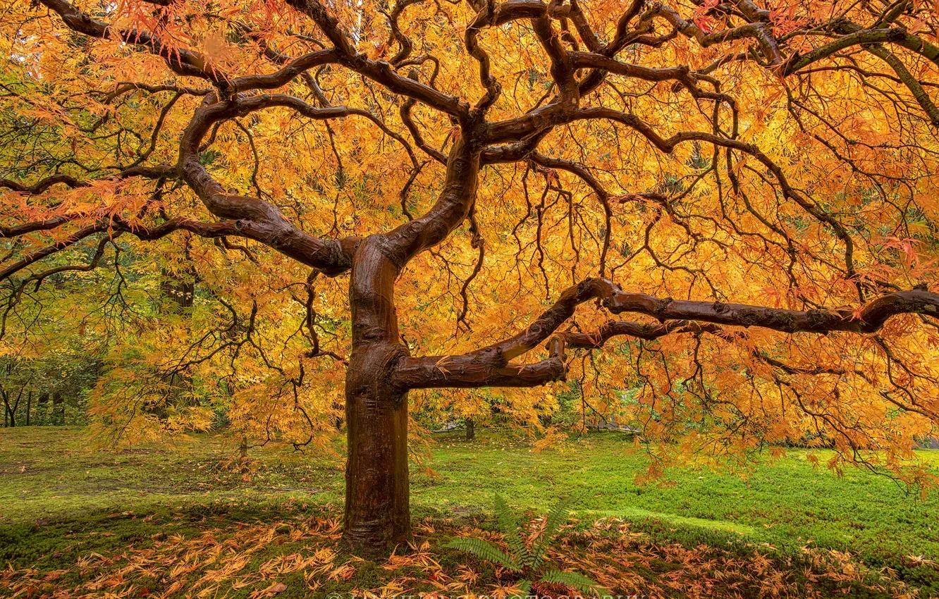 Фото обои осень, дерево, сырость