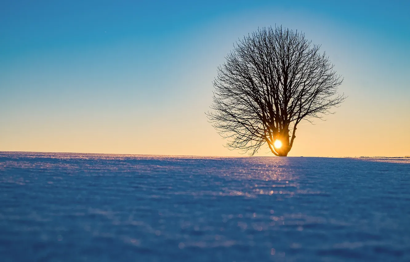 Фото обои солнце, снег, дерево