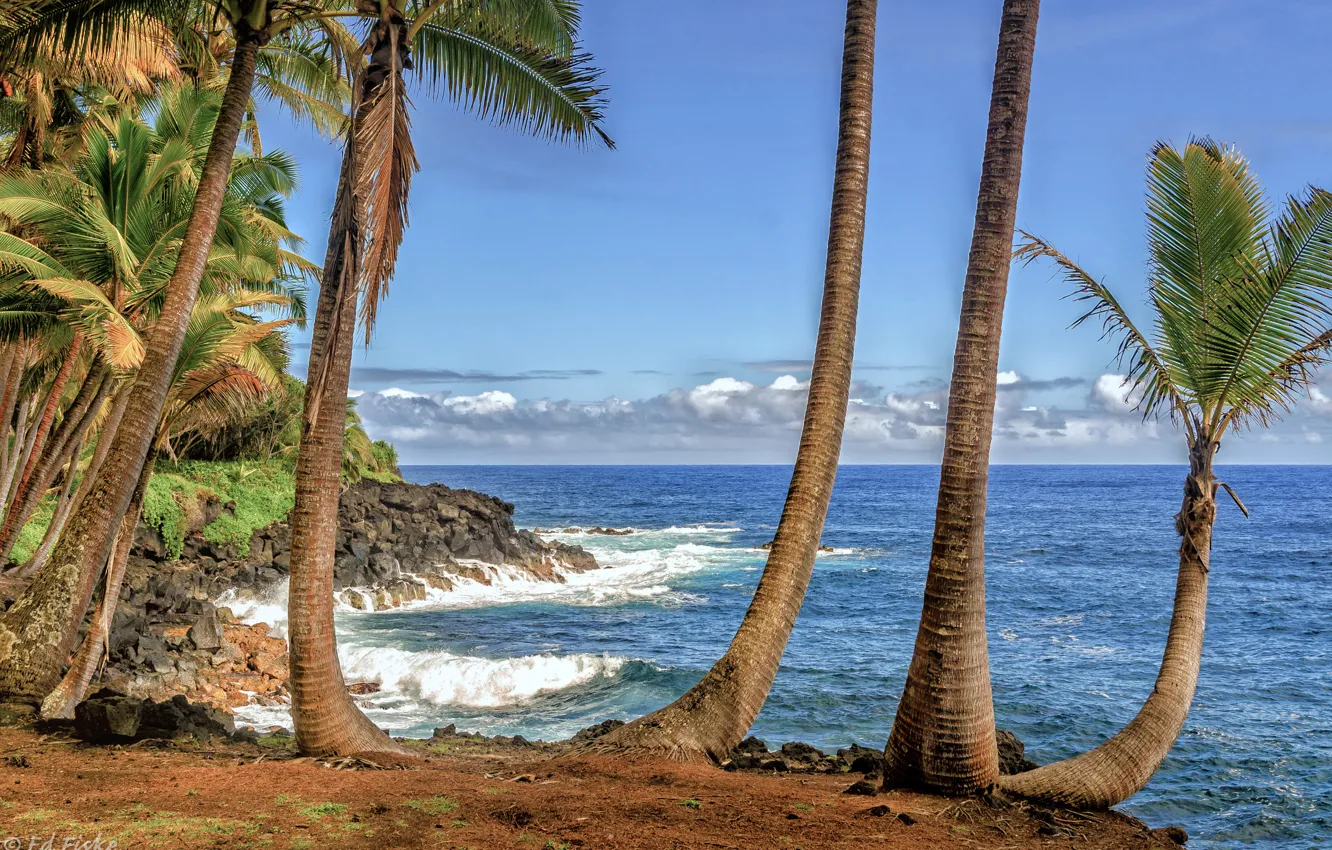 Фото обои море, небо, облака, пальмы, берег, Гавайи, США