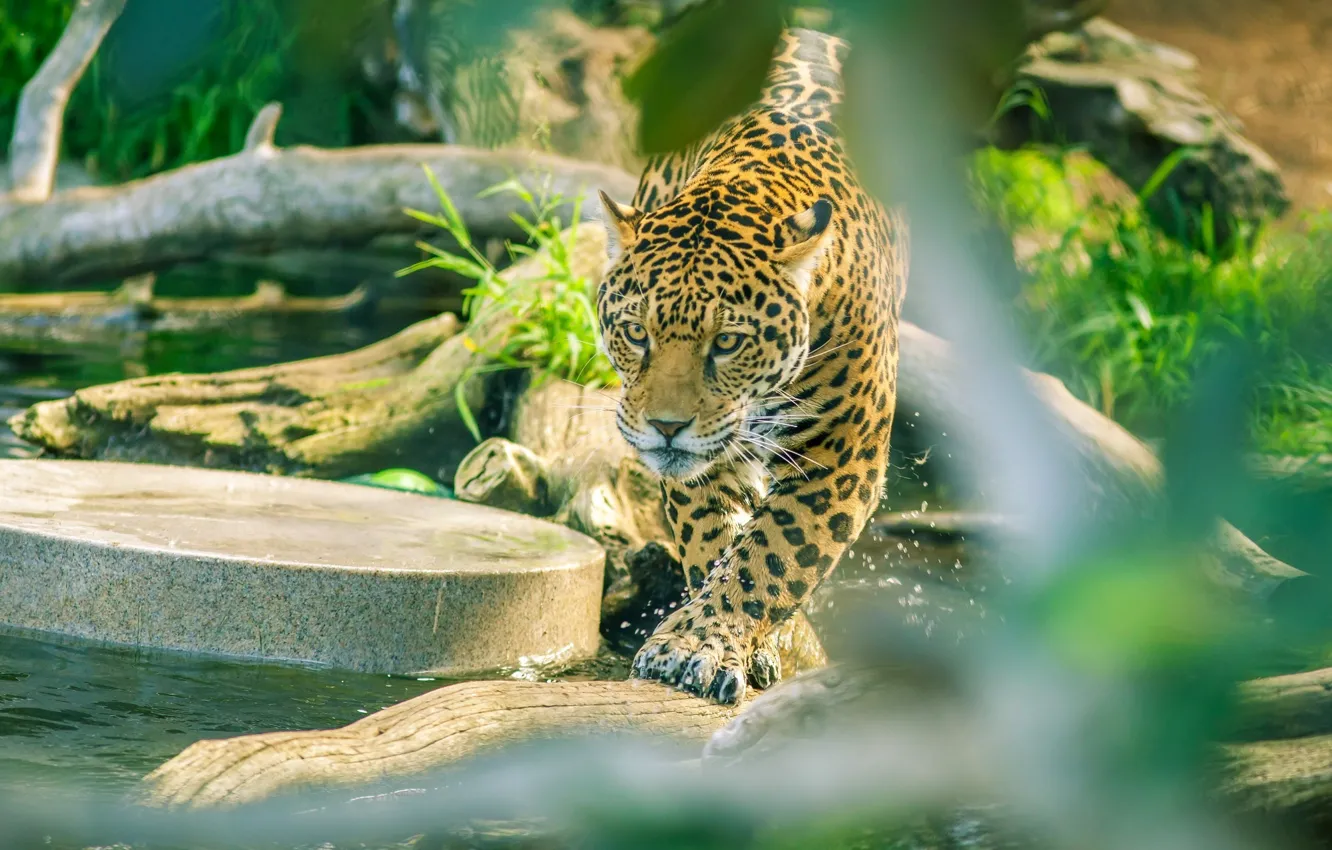 Фото обои хищник, ягуар, дикая кошка, зоопарк