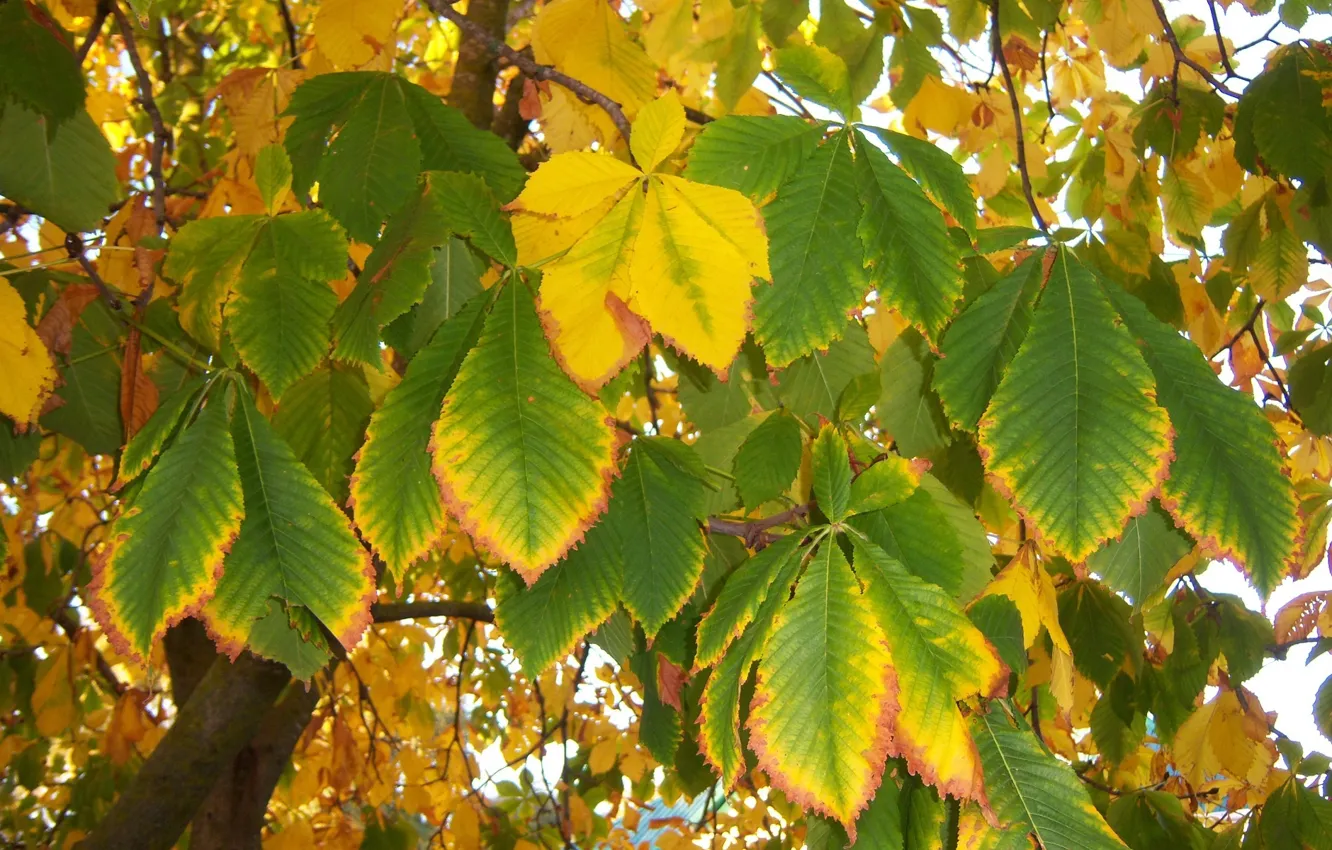 Фото обои осень, листья, каштан, Meduzanol ©