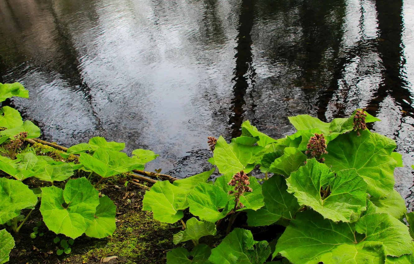 Фото обои water, park, plant, pond