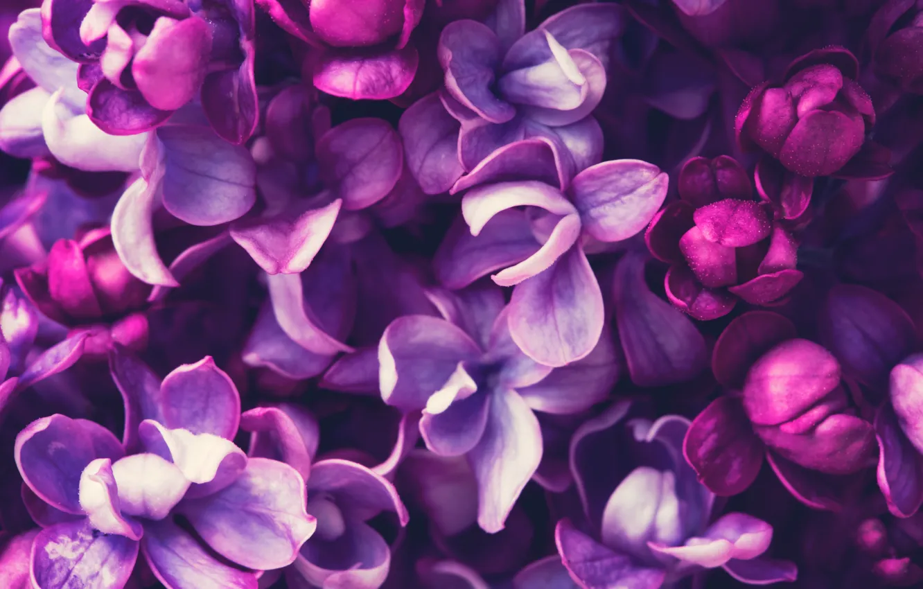 Фото обои весна, цветение, blossom, flowers, сирень, spring, purple, lilac