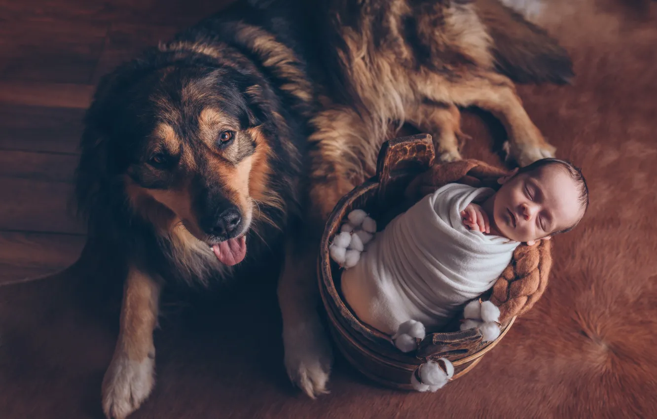 Фото обои животное, собака, шкура, пол, хлопок, ребёнок, младенец, пёс