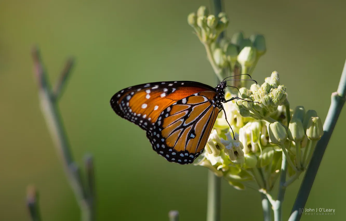 Фото обои цветок, фон, бабочка, крылья, photo by John J Oleary