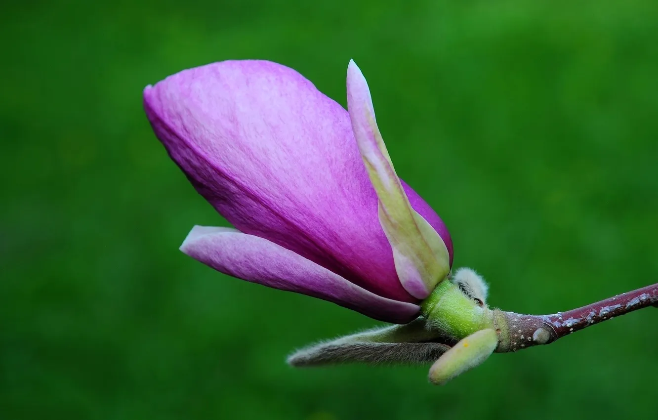 Фото обои цветок, ветка, листик, магнолия