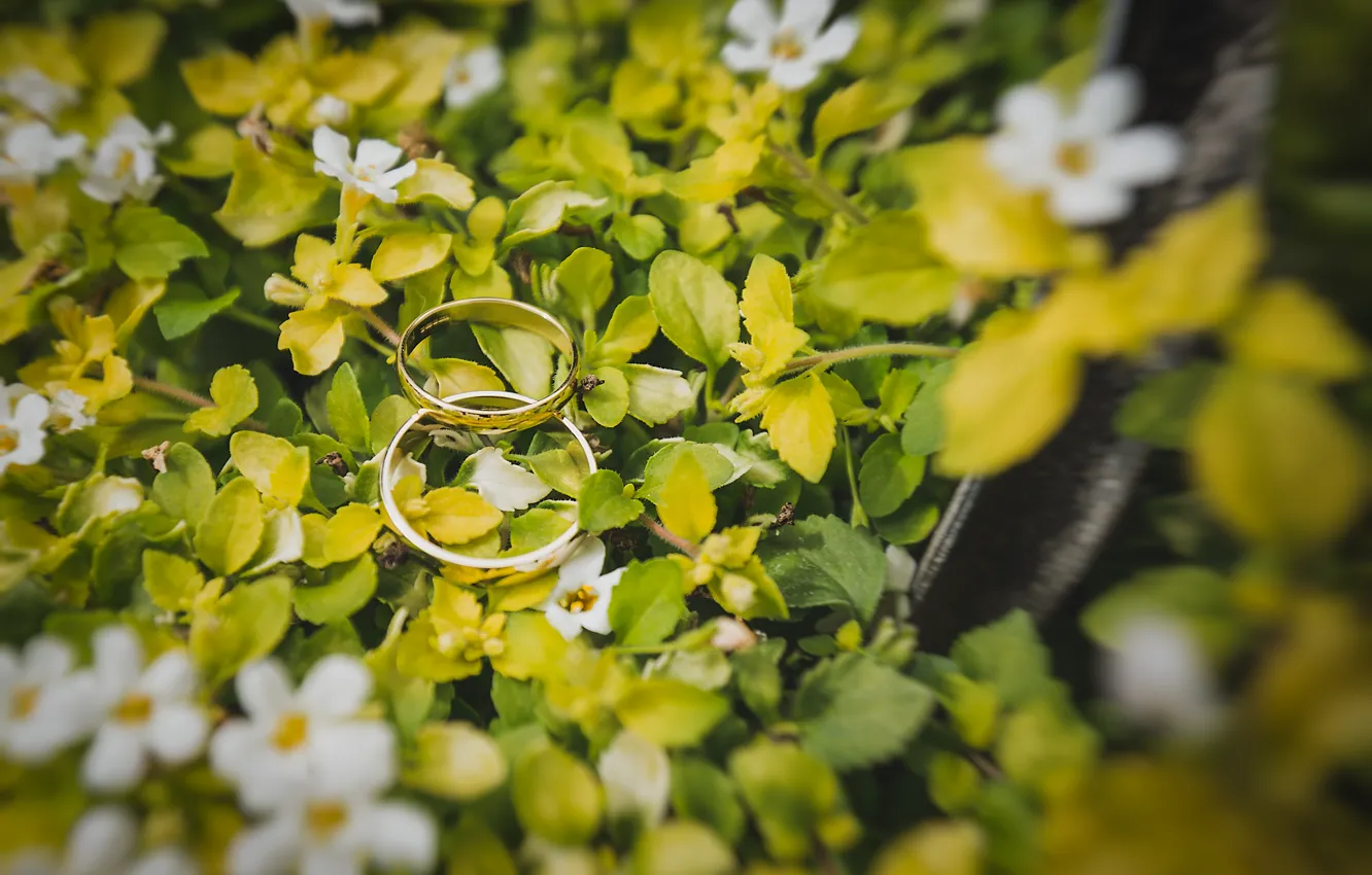 Фото обои листья, кольца, белые лепестки