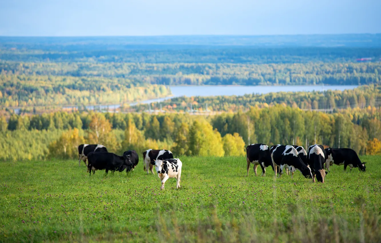Фото обои поле, осень, лес, река, коровы, пастбище, стадо коров