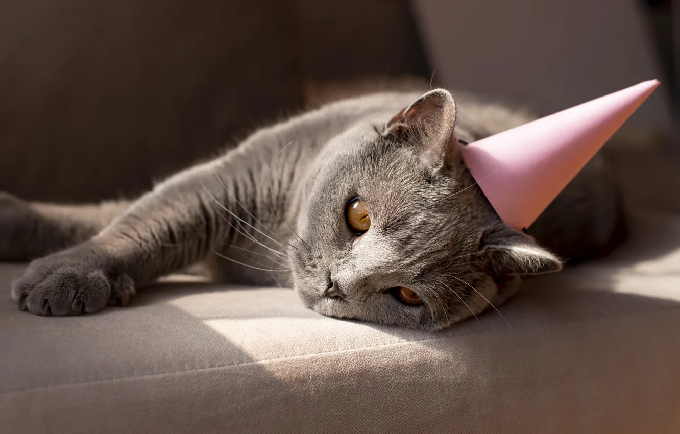 Фото обои кошка, кот, колпак