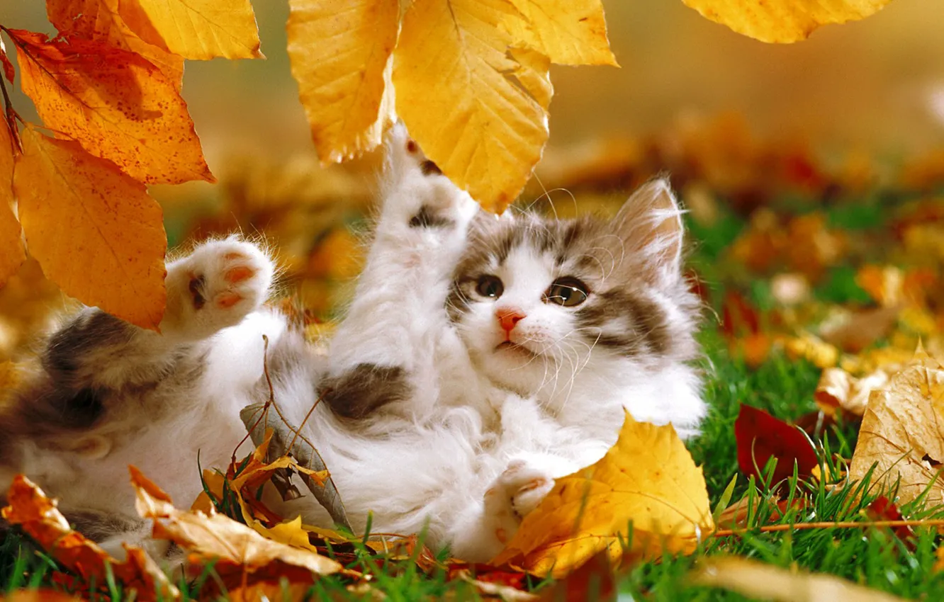 Фото обои осень, листья, котенок, играет
