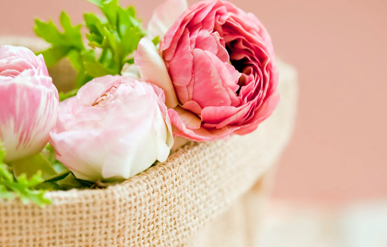 Фото обои листья, цветы, лепестки, розовые, белые, мешок, бутоны, пионы