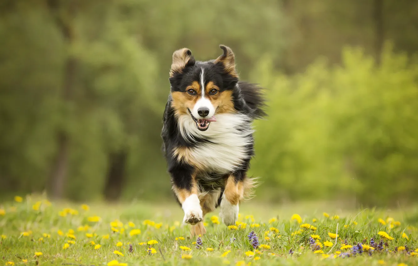 Фото обои цветы, собака, луг, бег, прогулка