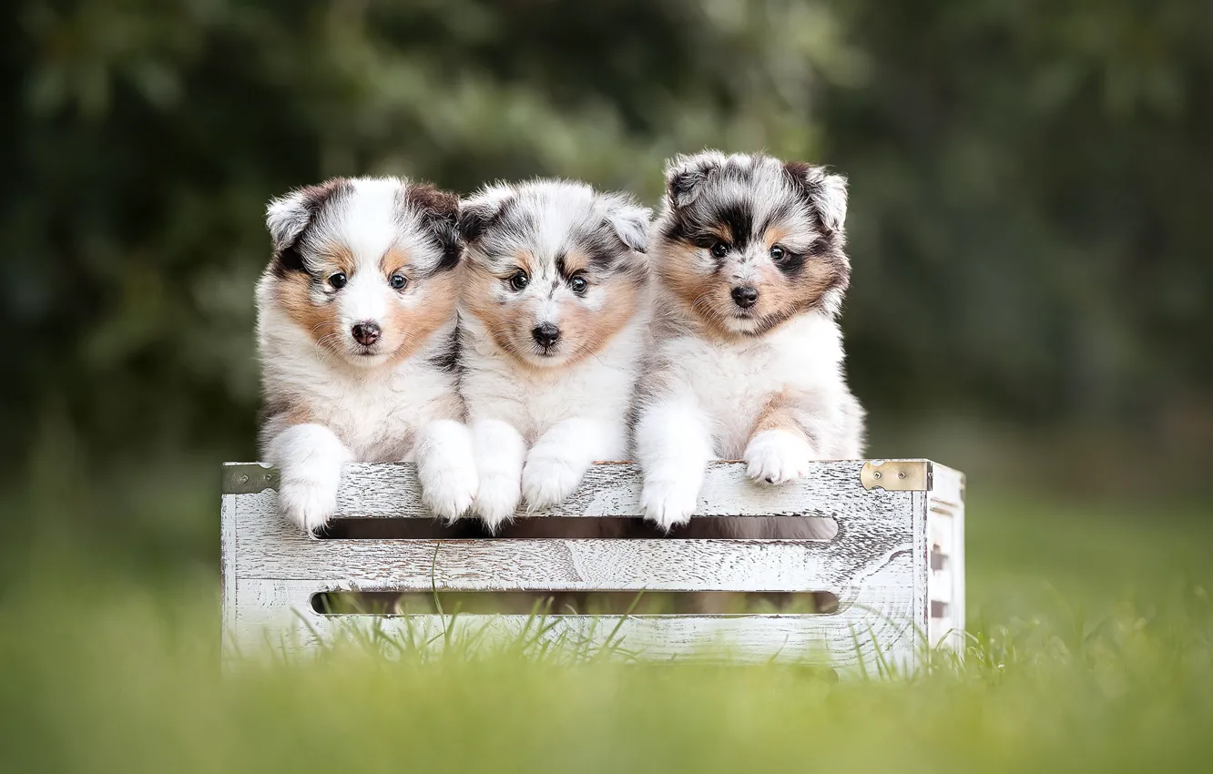 Фото обои собаки, трава, щенки, ящик, трио, троица