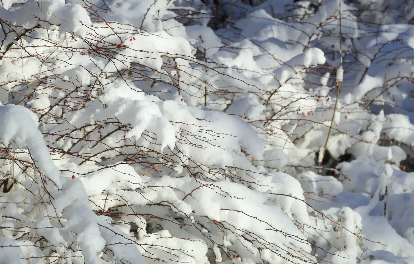 Фото обои winter, snow, twig