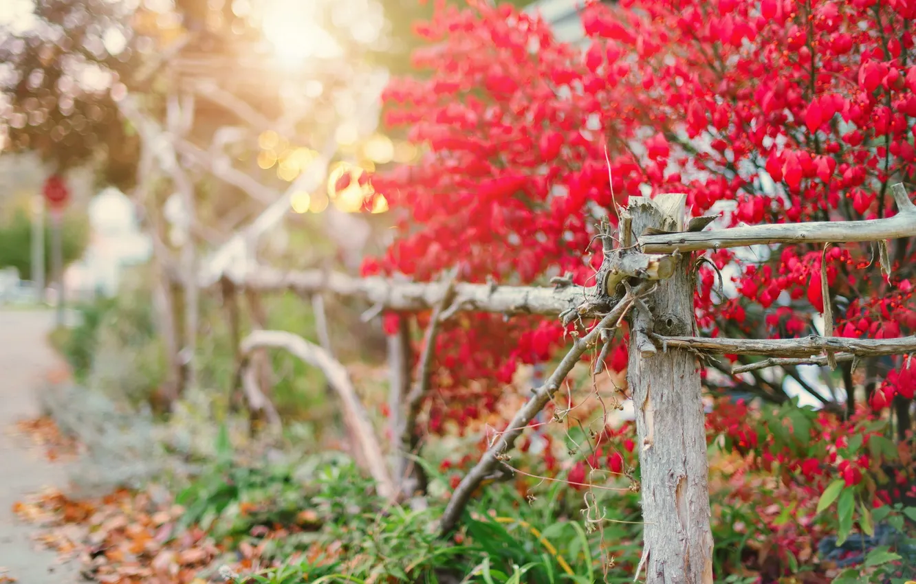 Фото обои light, red, fence, fall, burning bush