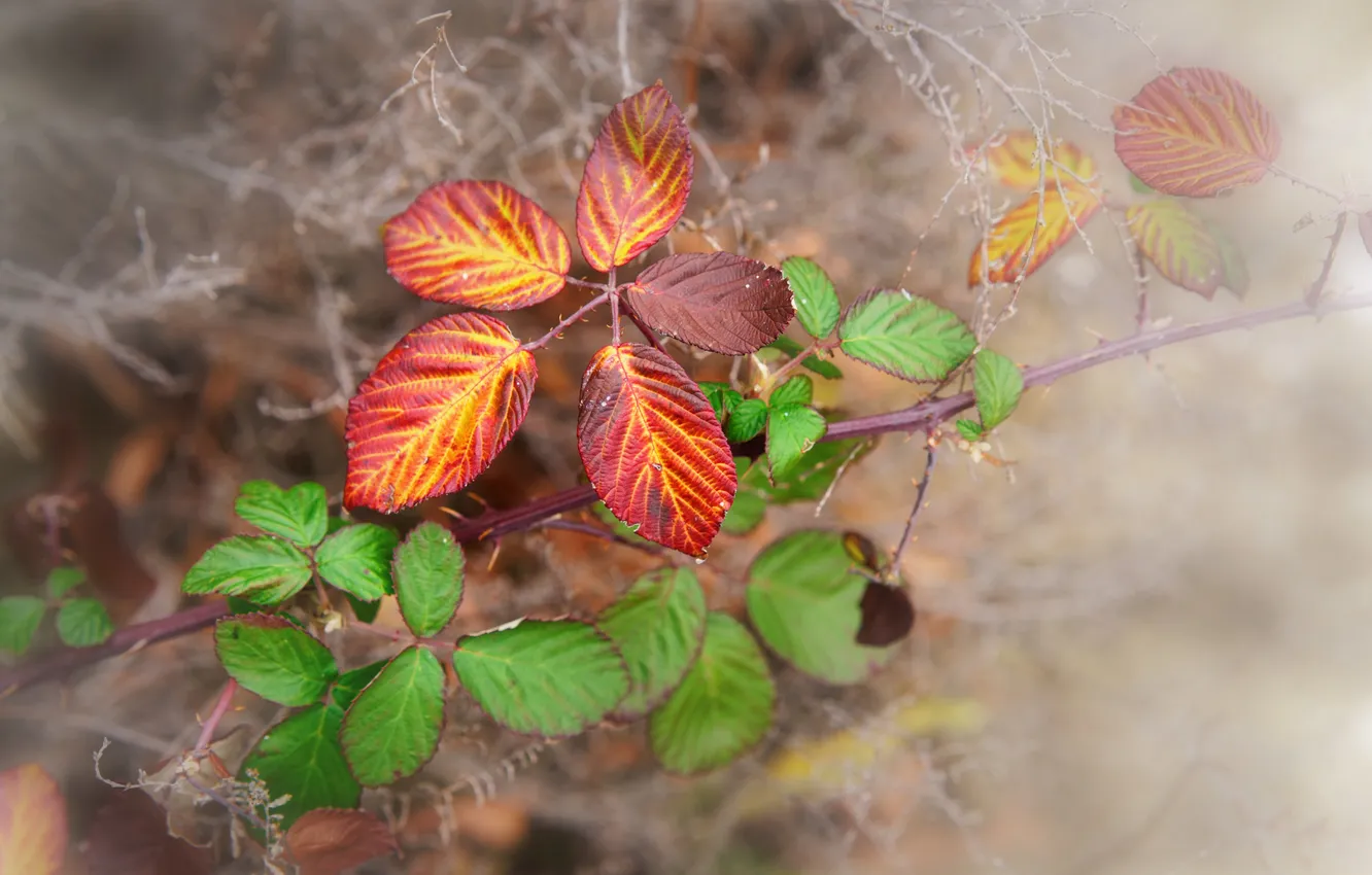 Фото обои осень, листья, макро, природа, веточки