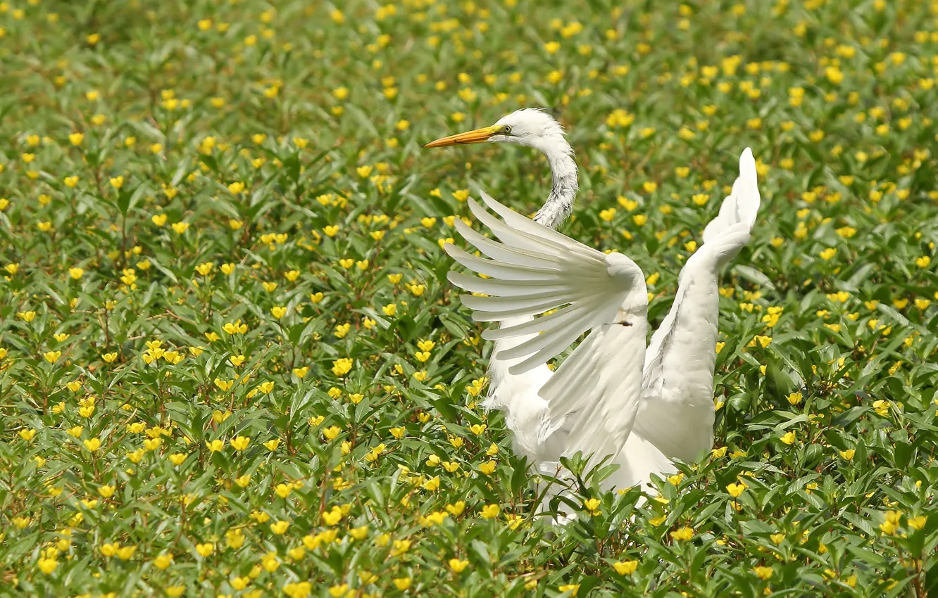 Фото обои цветы, птица, крылья, Большая белая цапля