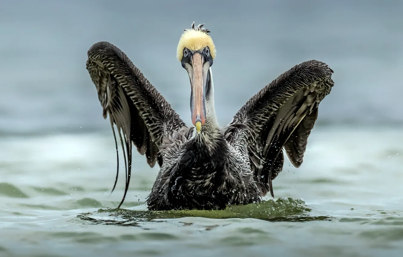 Фото обои птица, Brown Pelican, Pelecanus occidentalis