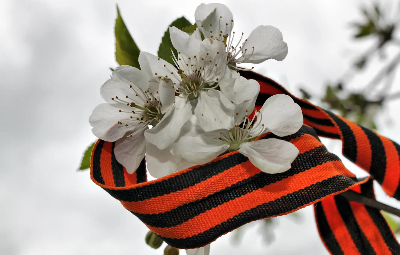 Фото обои цветы, георгиевская ленточка, день Победы
