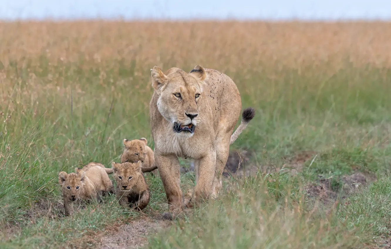 Фото обои природа, Африка, львы
