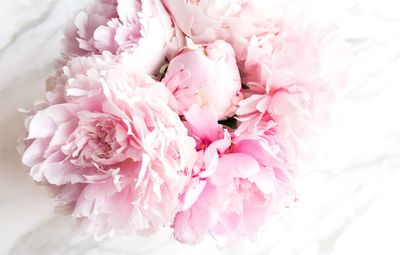 Фото обои цветы, букет, мрамор, pink, flowers, пионы, peonies, tender