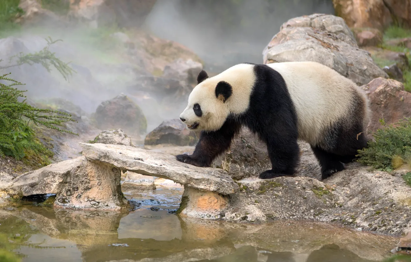 Фото обои природа, туман, камни, медведь, мишка, панда, прогулка, водоем