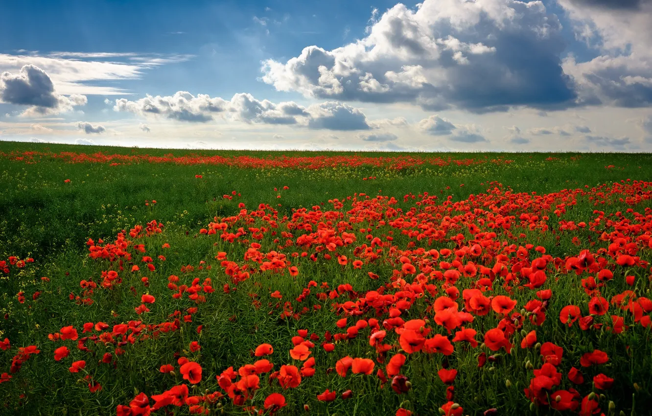 Фото обои поле, лето, солнце, облака, цветы, маки, Россия