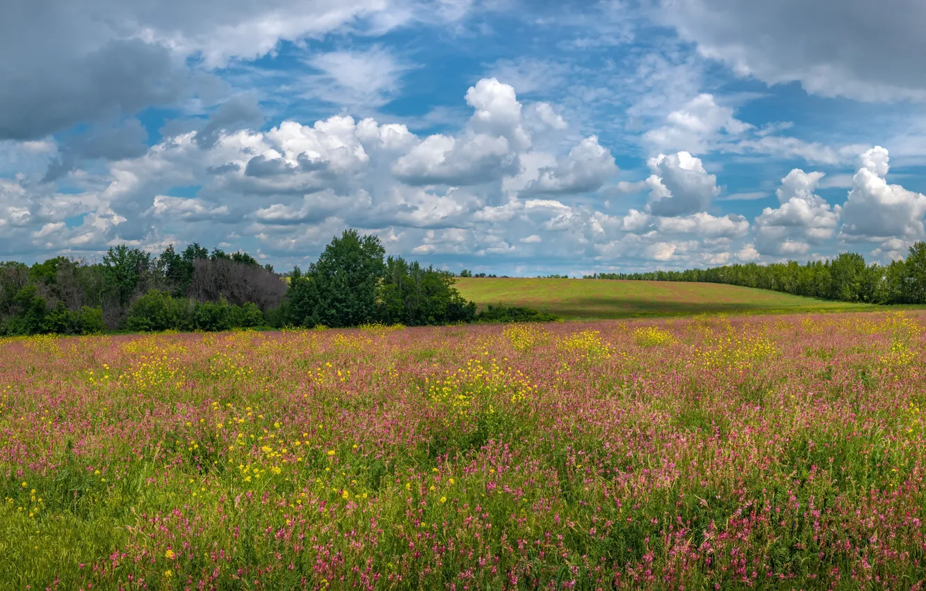 Фото обои поле, лето, цветы, луг, кустарник