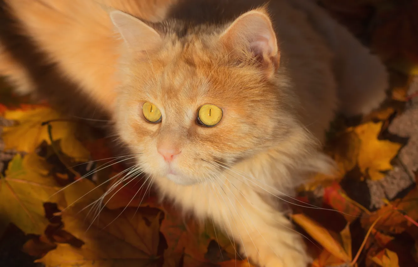 Фото обои кот, взгляд, листья, мордочка, рыжий кот, котейка