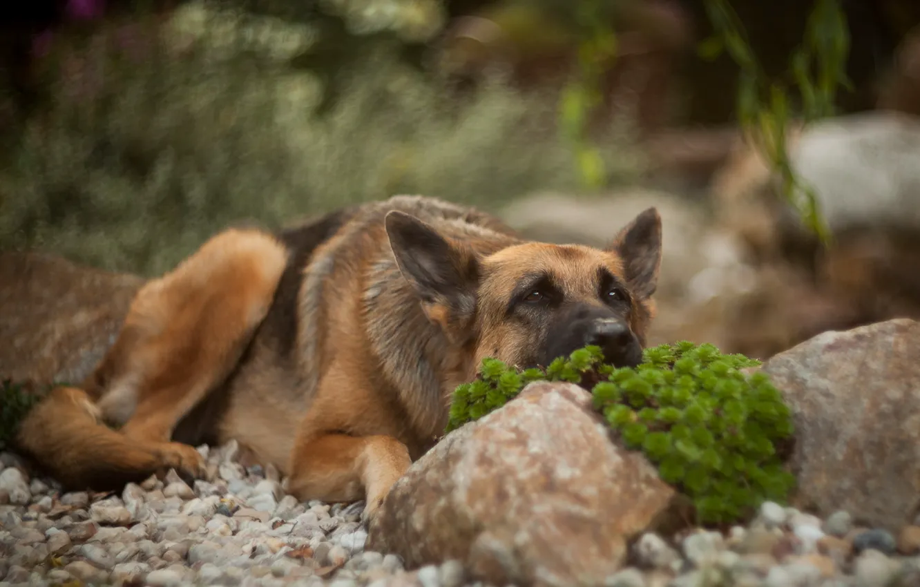 Фото обои взгляд, друг, собака