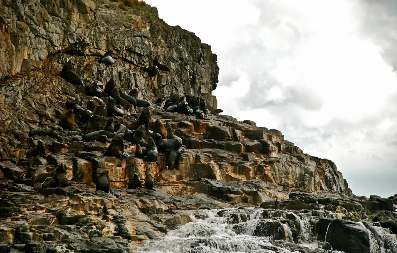 Фото обои камни, Австралия, морские, котики, новозеландские, Тасмания
