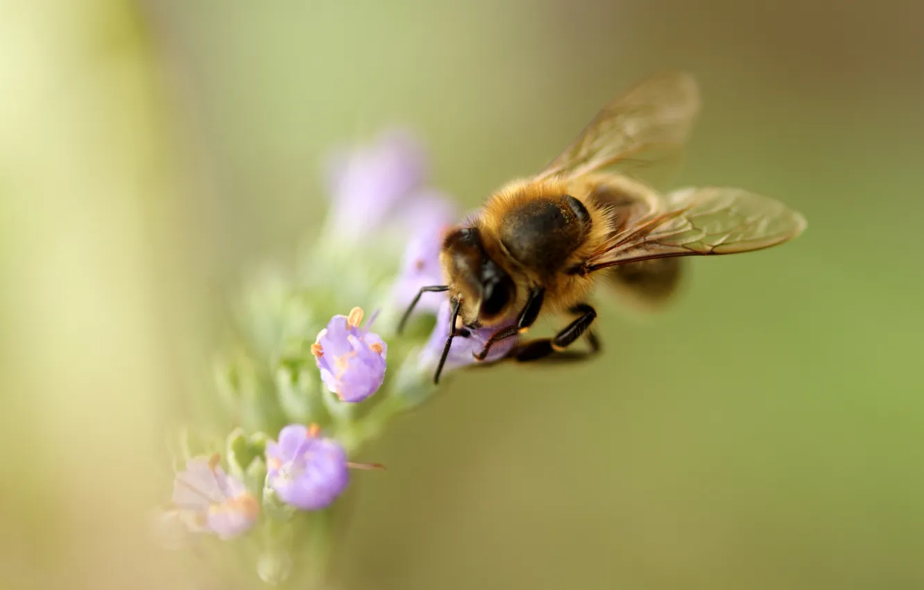 Фото обои цветок, макро, фото, пчела
