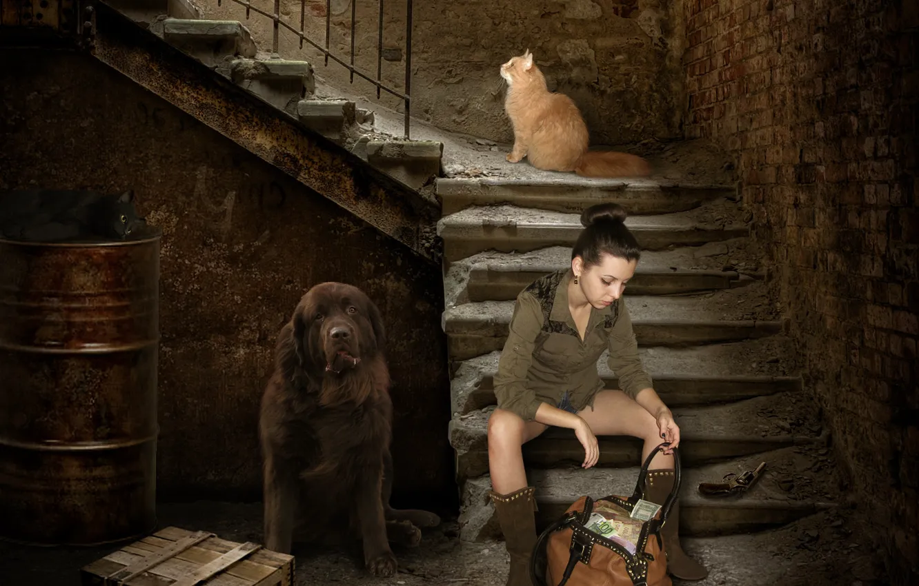 Фото обои девушка, дом, пистолет, креатив, стены, черный, коты, деньги