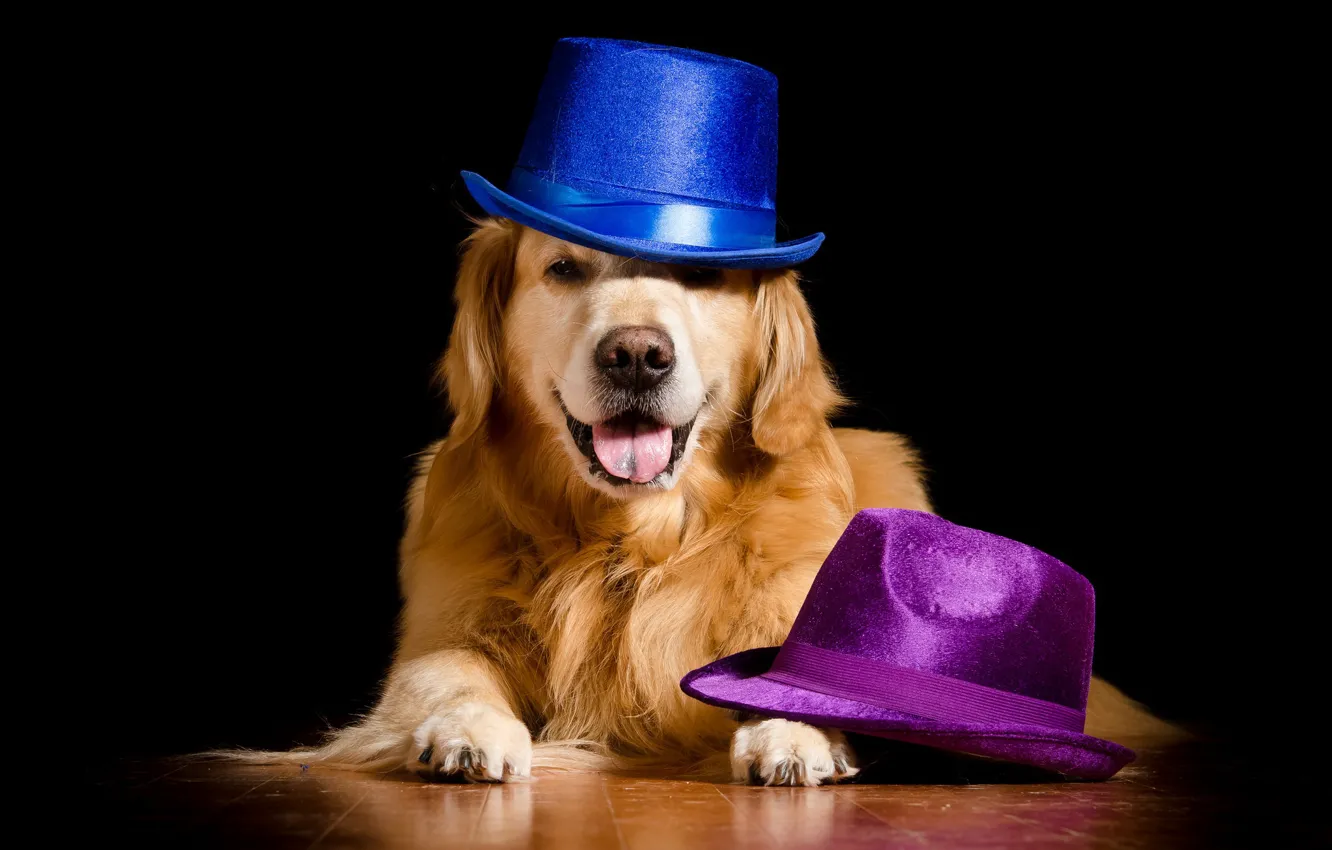 Фото обои фон, собака, шляпы