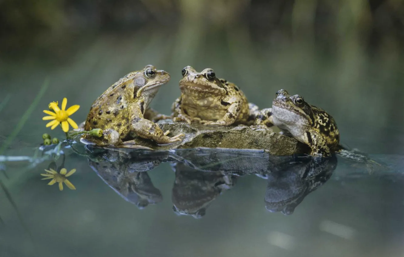 Фото обои animals, water, wildlife, frogs