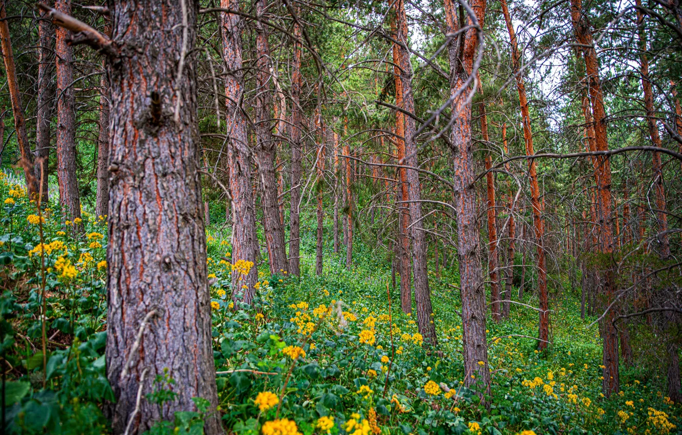 Фото обои лес, деревья, цветы