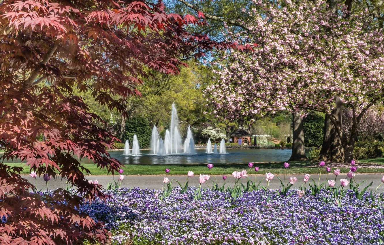 Фото обои деревья, цветы, парк, весна, фонтан
