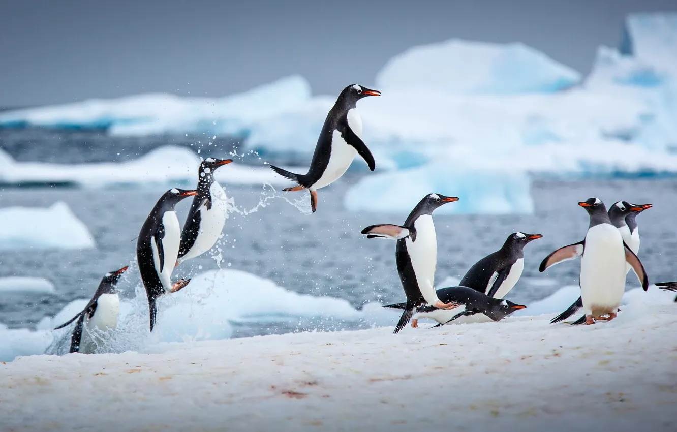 Фото обои зима, вода, лёд, пингвины, прыжки