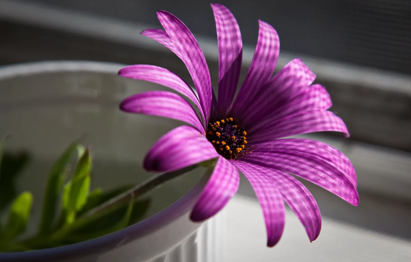 Фото обои цветок, макро, пурпурный