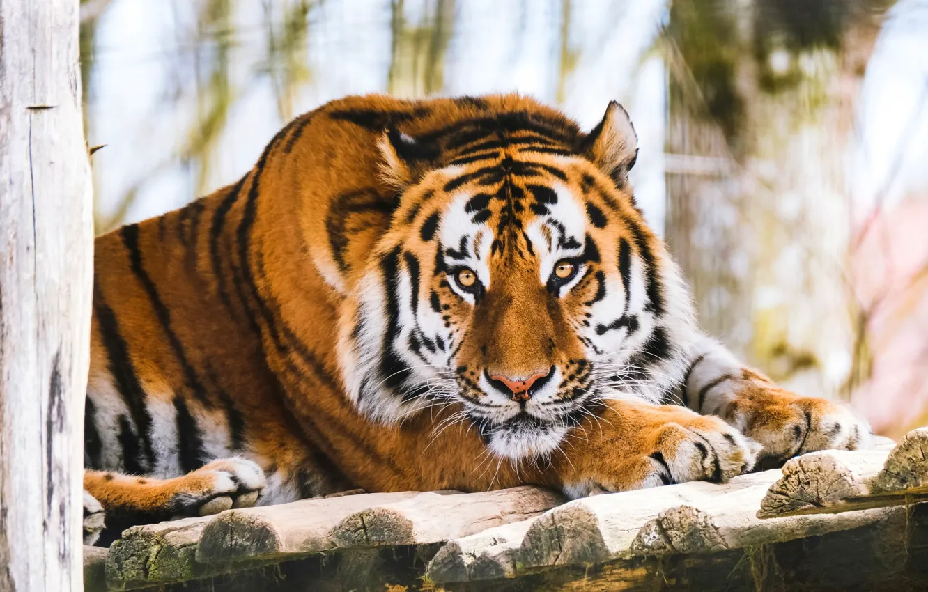 Фото обои tiger, tigers, wildlife, wild cat, dangerous animals, calm tiger