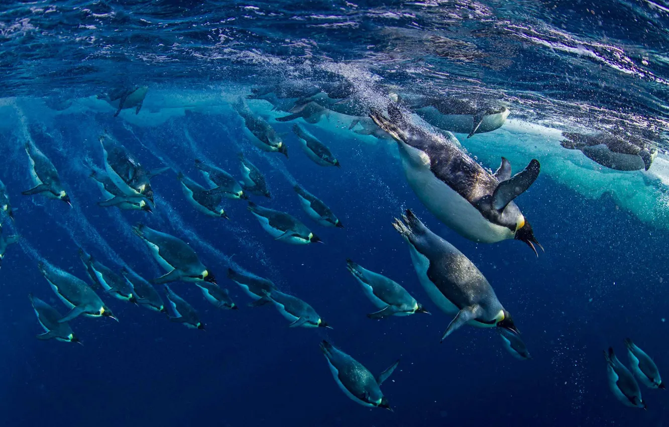 Фото обои птицы, Антарктика, море Росса, императорские пингвины
