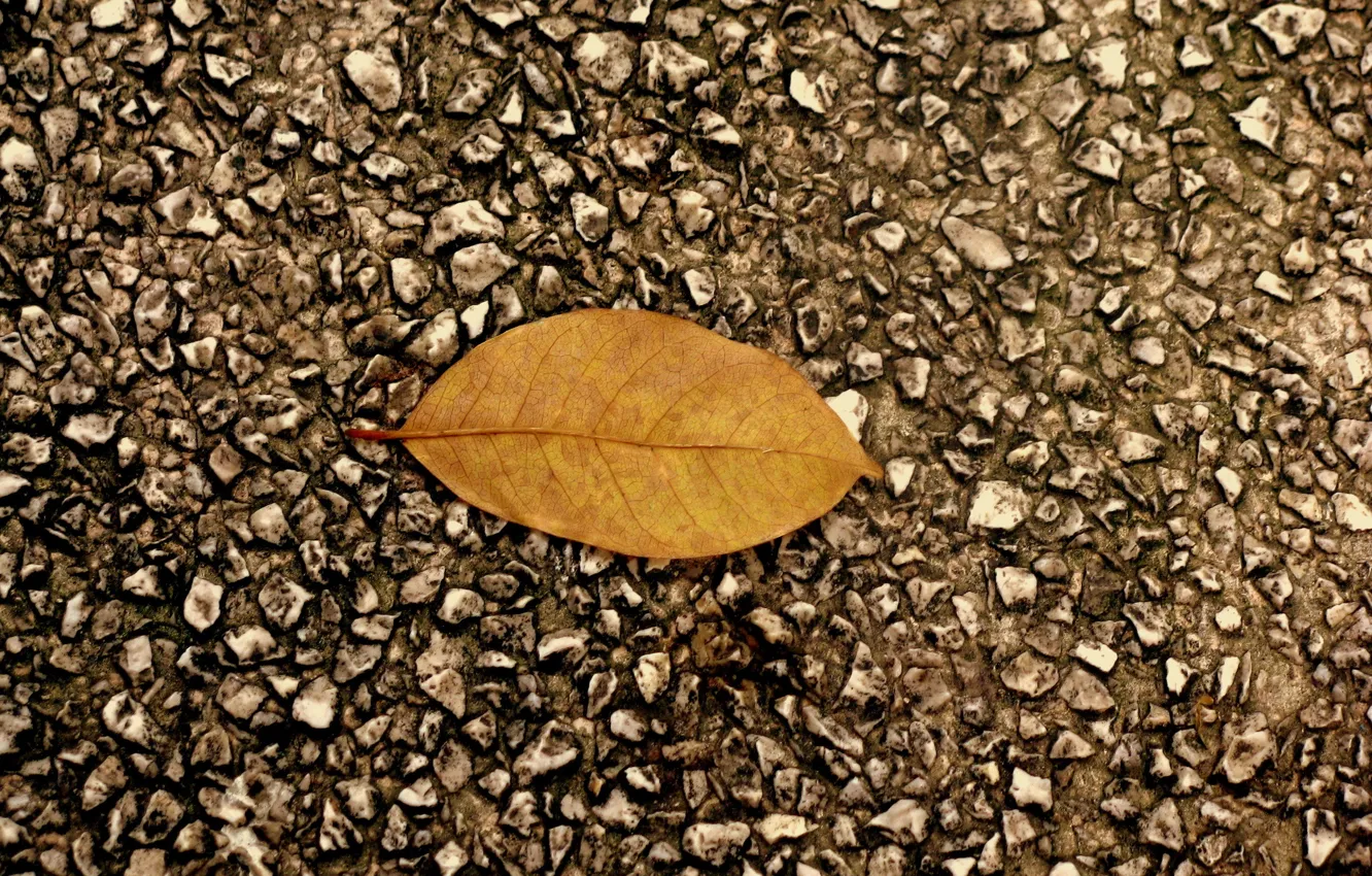 Фото обои осень, асфальт, листок